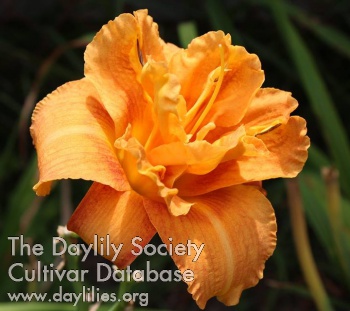 Daylily August Double